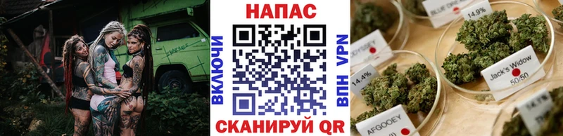 Шишки марихуана сатива  даркнет сайт  OMG сайт  Чекалин 